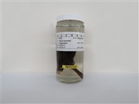 藏品(麻雀)的圖片